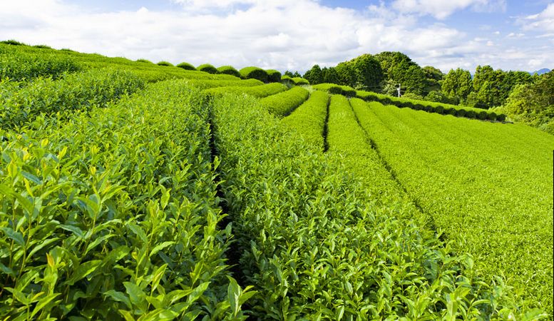 茶葉包裝機(jī)的特點(diǎn)，茶葉包裝機(jī)廠家有哪些？